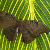 Redspot Duke