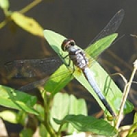 Brchydiplax chalibea