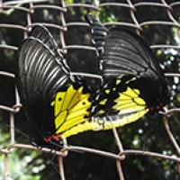 Kupu-kupu Raja (Troides helena)