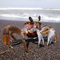 Kepiting Pantai
