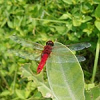 Urothemis signata
