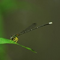 Copera marginipes
