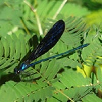 Vestalis luctosa