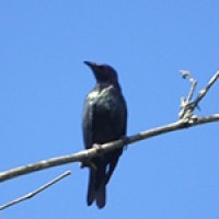 Perling Kumbang (Asian Glossy Starling)