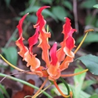 Kembang Sungsang (Gloriosa superba)