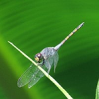 Capung Pocong (Potamarcha congener)