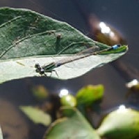 Ishcnura senegalensis (male)