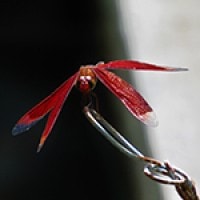Neurothemis ramburri