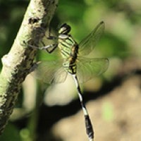 Orthetrum sabina
