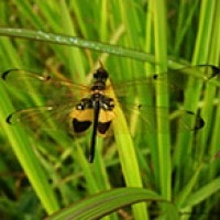 Rhyothemis phyllis
