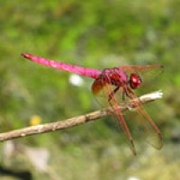 Trithemis aurora