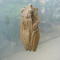 Katak pohon (Polypedates sp.)