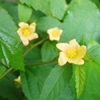 Bunga Sidaguri (Sida sp.)