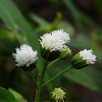 Bunga Babadotan (Ageratum sp.)