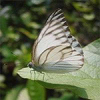 Appias sp.