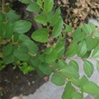 Bidara (Tumbuhan Surga)