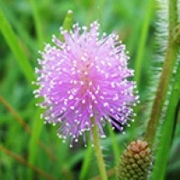 Bunga Putri Malu (Mimosa sp.)