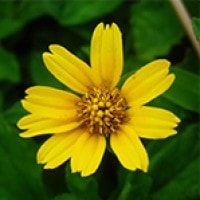Bunga Wedelia
