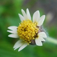 Bunga Ajeran (Bidens sp.)