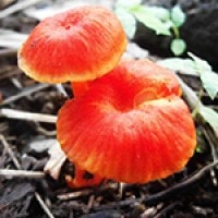 Jamur Payung Merah