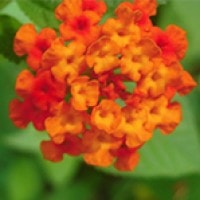 Bunga Lantana