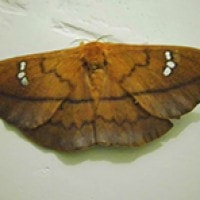 Ngengat