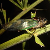 Cicada