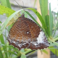 Elymnias hypermnestra.
