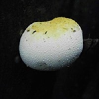 Jamur Puffball