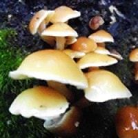 Basidiomicetes Mini Kinahrejo