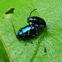 Coleoptera Biru Metalik Kinahrejo