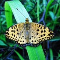 Nymphalidae Kinahrejo