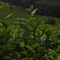 Kebun Teh Ungaran