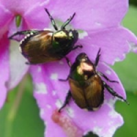 Coleoptera Coklat Metalik Gunung Ungaran