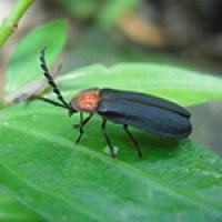 Kumbang Melyridae