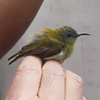 Burung-madu Gunung (betina)