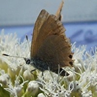 Flocking Lycaenidae di Gunung Merapi