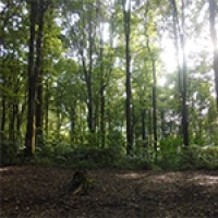 Hutan Ranca Upas