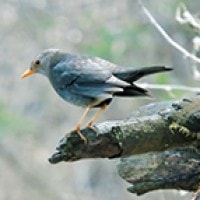 Anis Gunung (Island Thrush)