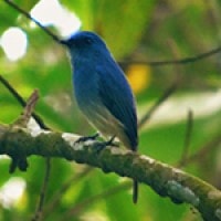 Sikatan Ninon (Indigo Flycatcher)