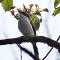 Jingjing Batu (Black-winged Flycatcher-shrike)