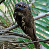 Paruh-kodok Jawa (Javan Frogmouth)