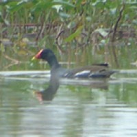 Mandar Batu (Common Moorhen)