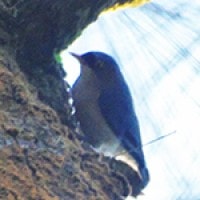 Munguk Beledu (Velvet-fronted Nuthatch)