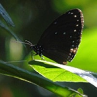 Euploea sp.