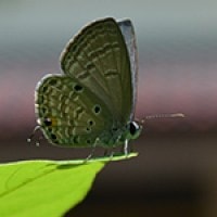 Lycaenidae Ungu