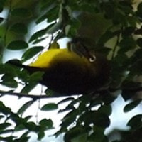 Kacamata Biasa (Oriental White-Eye)