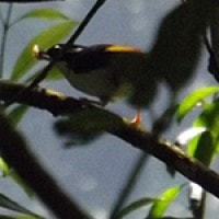 Ciu Besar (White-browed Shrike-babbler)