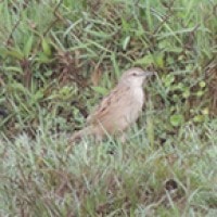 Cica-koreng Jawa (Striated Grassbird)