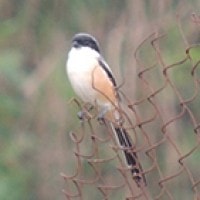 Bentet Kelabu (Long-tailed Shrike)